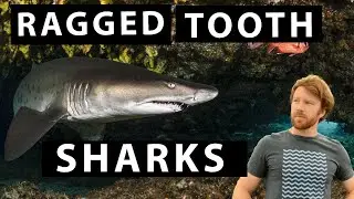 EVERYTHING YOU SHOULD KNOW ABOUT SAND TIGER SHARKS or Spotted Ragged Tooth Sharks -SHARK SPECIES