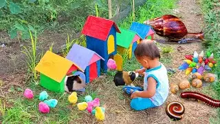 Menangkap Ayam Lucu, Ayam Warna Warni, Ayam Rainbow, Keong, Bekicot Dan Luwing Kaki Seribu