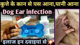 If your dog's ear is leaking pus, water, or discharge, try this medicine to stop the discharge fr...