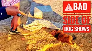⚠️ IMPORTANT MESSAGE FOR BREEDERS | DON'T DO THIS | Bhikhi Dog Show 2022