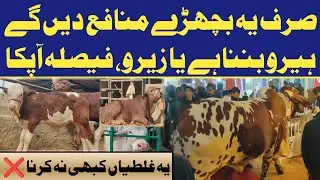 Bachra Farming: Smart Investment & Profit Secrets! 💰 | Hassam Farming