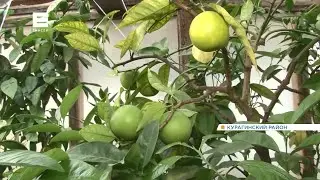 Житель Курагинского района вырастил в собственном доме мандарины, апельсины и инжир