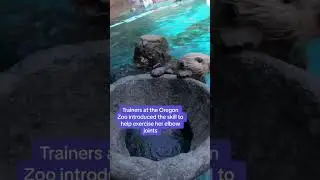 Gotta get the Trail Blazers scouts to the Oregon Zoo 👀🏀