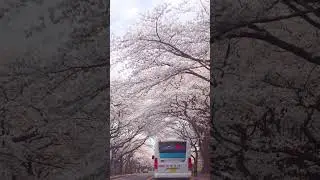 Discover the beauty of cherry blossoms at Jeju University Ara Campus! 🌸 📸✨#Jeju #KoreaTravel #Shorts