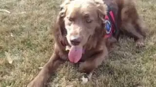 CocoaTheTourDog - Fetch in Denver