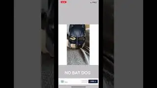 Batman? No, batdog
