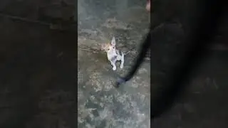 Ang masabad ko nga alaga