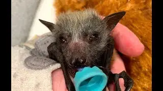 Rescuing a baby flying-fox on the ground:  this is Piccolo