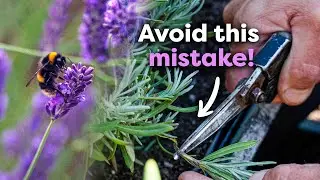 When & How to Prune Lavender (for More Blooms) 🌿✂️