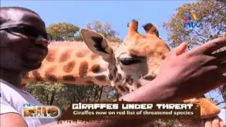 NTV Wild Talk S5 E2: Giraffes Under threat