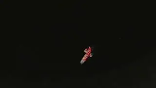 Satanic Nightjar (three individuals) at Anaso Track, Lore Lindu NP, 20 September 2025