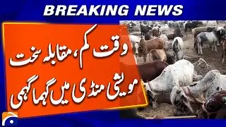 Eid ul Adha 2025: Cattle Market Sees Rush, Prices Slide in Final Days | Geo News