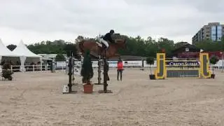 Pferd springt slowmotion