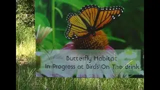 BOB - Bentley's Butterfly Garden 2019