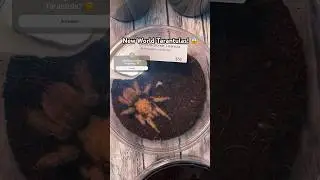 🌎 New World Tarantula 🌎