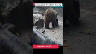 Bear Rescues Crow From Drowning OMG! So Emotional😵😮 #shorts #animals #bear #crow #amazing