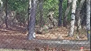 Tree Rat Meets Raptor