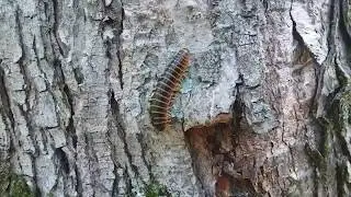 Ever Prepper and I want to know what kind of bug this is.  Who can help? We need an entomologist!