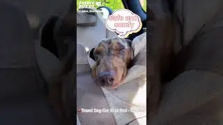 Amazing car seat! 🤩🥰Can you feel the comfort? ❤️🐾