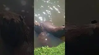 capivaras SC