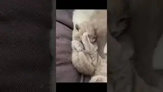 Cute🥰 #cat #kitten #kitty #pet #animal #lovecats #furry #sleeping #lovekittens #adorable #catlover