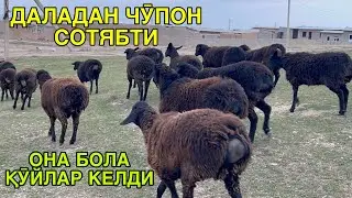 ЧӮПОНДАН ОНА БОЛА ҚӮЙЛАР. ☎️+998978880217. ☎️+998972900489
