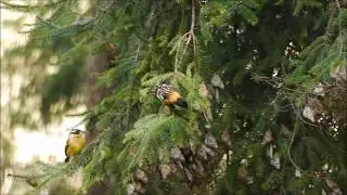 Birds Eating Monarch Butterflies