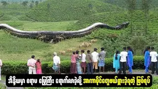 အိန္ဒိယမှာတွေခဲ့ရတဲ့ ဧရာမမြွေကြီး