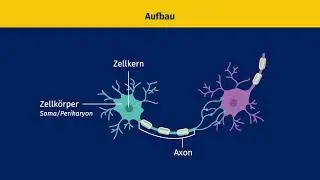 Nervenzelle &ndash; Bau und Funktion einfach erkl&auml;rt | sofatutor