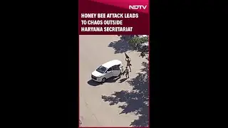 Haryana News | Honey Bee Attack Leads To Chaos Outside Haryana Secretariat In Chandigarh