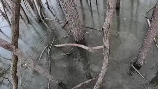 WHERE ARE THE DUCKS???????