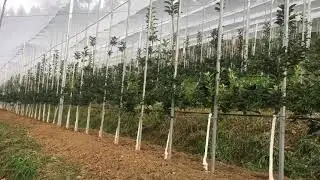 #future apple farm #m9 #himachal apples 🍎