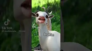 this goat know how to call Ibrahim #beautiful #goat #ibrahim