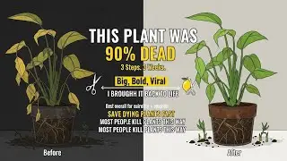 How to Save a Dying Plant: 3 Simple Steps That Actually Work