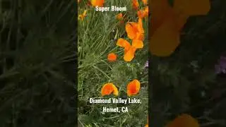 Super Bloom - Wild flowers #superbloom
