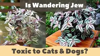 Is Wandering Jew Toxic to Cats & Dogs?