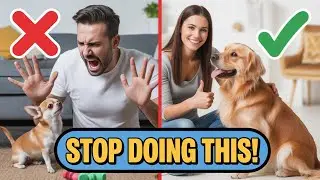 Busting Dog Training Myths:  What Actually Works!