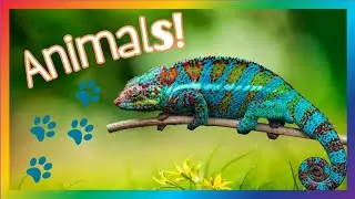 Wild Animal Adventures! 🐅🐢 | Cool Facts for Kids