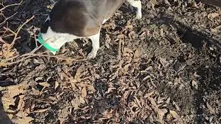 Copper is mole hunting #crazycritters #countrylife #farmlifeisthebest #dogs #pets #doglife 