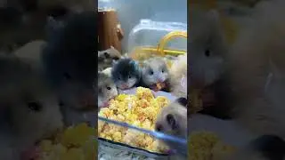 The little hamster that eats desperately #pets #pepsidee #pepsi #cute
