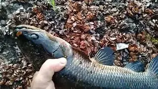 Pescando sozinho no banhado #nature