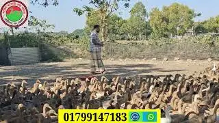 হাঁস পালন কি ভাবে সুরু করবেন