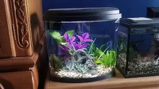 Top Fin Imagine 5 Review