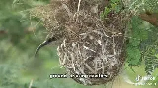 Evolution of Nest-Building Behavior in Birds