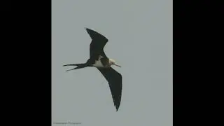 Christmas Island Frigatebird sighting in India