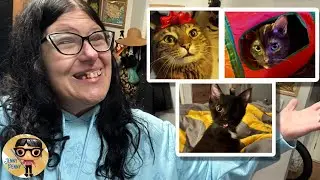 SNOWED IN: DAY 5.  KITTY INTRODUCTIONS!!!