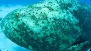 Friendly Grouper