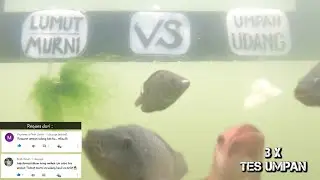 Tes Umpan : Lumut Murni VS Udang || Mana Yang Paling Di sukai Ikan Nila ?