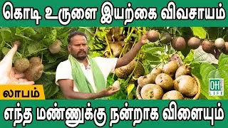 Organic Potato Farming Tamil | கொடி உருளை இயற்கை விவசாயம்