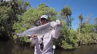 Florida Baby Tarpon